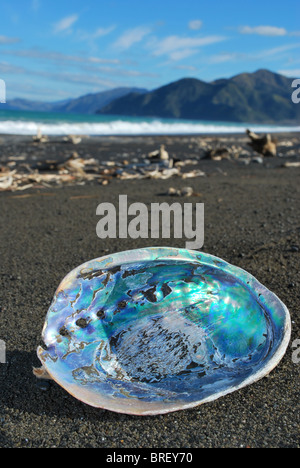 Paua Muschel am Strand von Kaikoura, Neuseeland. Stockfoto