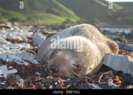 New Zealand-Seebär (Arctocephalus Forster) in Kaikoura schlafen Stockfoto