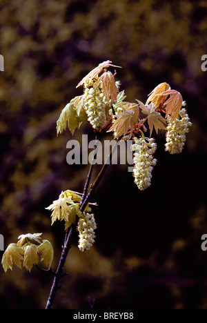 Unten-Ahorn (Acer Macrophyllum) Blumen und Laub, BC, Britisch-Kolumbien, Kanada, Frühling Stockfoto