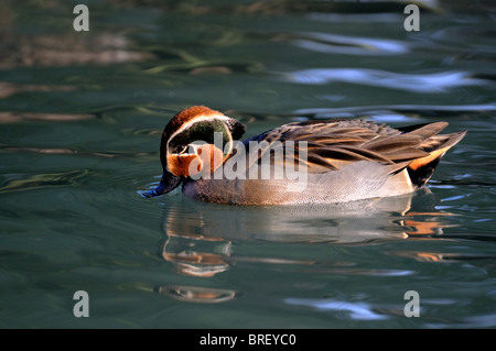 Gemeinsamen Teal oder eurasische Krickente (Anas Vogelarten) Stockfoto