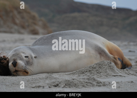 Weibliche Neuseeland Seelöwe am Sandfly Bay, Neuseeland. Stockfoto