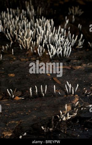 Candlesnuff Pilz, Xylaria Hypoxylon wachsen auf einem toten Baum in Huai Kha Khaeng, Thailand. Stockfoto