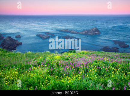 Gelbsenf und Weidenröschen. Yaquina Leuchtturm, Oregon Stockfoto