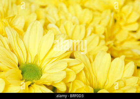 Nahaufnahme von ein paar Gelbe Chrysanthemen Stockfoto