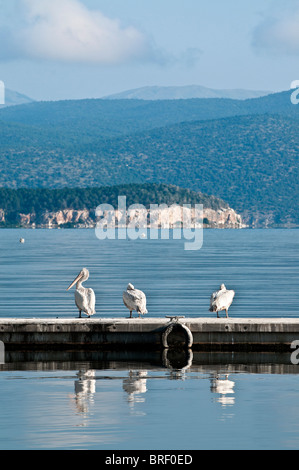 Dalmatinische Pelikane am Prespa-See bei Psaradhes, Mazedonien, Nordgriechenland. Stockfoto