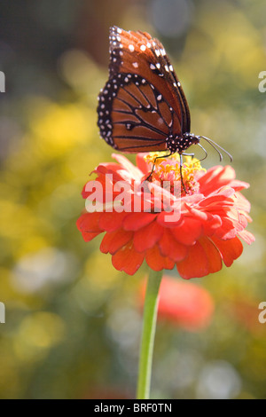 Südwesten der USA, Monarchfalter, trinken aus einer Blume Zinnie. Danus Plexippus Stockfoto