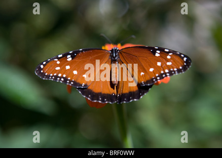 Braun und schwarz gefleckt Butterfly Landung auf einer Zinnia Blume, New Mexico, USA Stockfoto