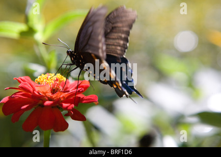 Schmetterling ruht auf einer Zinnia Blume Essen, schwarz mit Orangen und blauen Markierungen, Landung Stockfoto