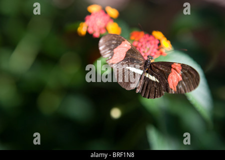 rosa gestreifte Schmetterling trinken aus einer Blume, erhöhte Ansicht, Südwesten der USA