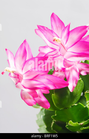 Thanksgiving oder Christmas Cactus (Zygocactus), Schlumbergera Stockfoto