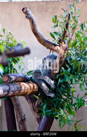 Schlafender Koala (Phascolarctos Cinereus) Stockfoto