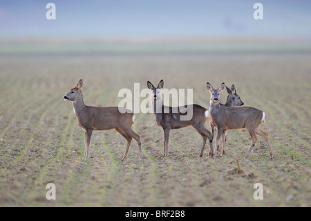 Reh (Capreolus Capreolus) Hirsche auf einer Wiese, Schwäbische Alb, Baden-Württemberg, Deutschland, Europa Stockfoto