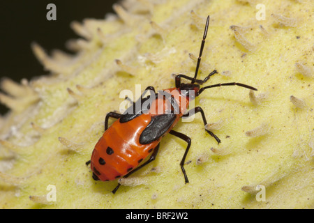 Große Wolfsmilch Bug (Oncopeltus Fasciatus) - Nymphe auf einem Wolfsmilch Pflanze Pod Stockfoto