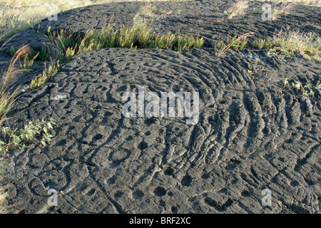Petroglyph, Mauna Loa Petroglyph Trail Stockfoto
