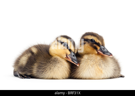 zwei Baby-Enten, isoliert auf weiss - weibliche Stockente Entenküken Closeup (Anas Platyrhynchos) Stockfoto