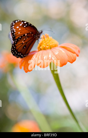 Landung auf einer orange Zinnia Blume, gefleckte Monarch Butterfly Stockfoto