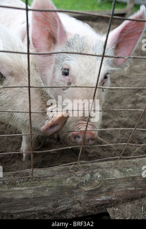 Zwei rosa Schweine hinter einem Zaun um Aufmerksamkeit buhlen. Mit Schnauzen stossen durch den Zaun Stockfoto