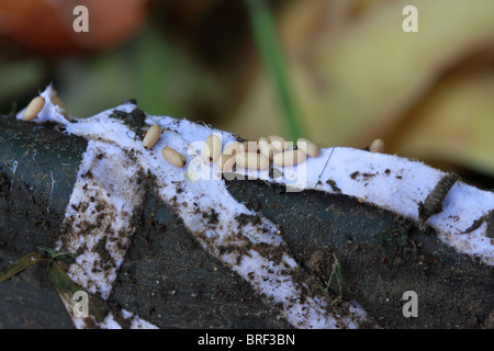 Gemeinsamen Schwarzer Garten Ameise Lasius Niger, Ameisen Puppen auf Seidenpapier in eine Biotonne offenbart, wenn der Deckel entfernt wurde Stockfoto