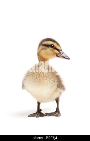 Entlein isoliert auf weiss - Ente weibliche Stockente closeup Stockfoto