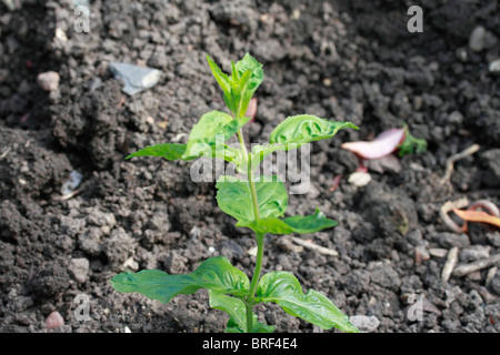 Breite Grünblättrige Weidenröschen, Epilobium Montanum, Familie: Onagraceae Stockfoto