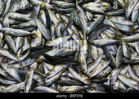 Türkei, Istanbul, Kadiköy Bereich, frischen Fisch zu verkaufen Stockfoto