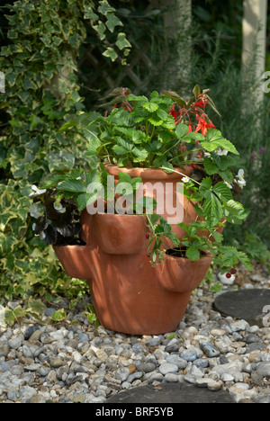 Wilde Erdbeeren und Begonia Pflanzen gepflanzt in Terrakotta-Topf mit Seitentaschen Stockfoto