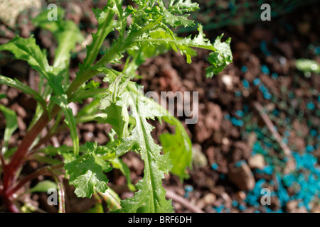 Gemeinsamen Kreuzkraut, Senecio Jacobaea, Ragweed, Rainfarn Kreuzkraut, Staggerweed, Stinking Willie, Familie: Compositae Stockfoto