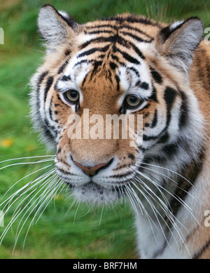 Weibliche (Sibirien) Amur-Tiger, die Blickrichtung der Kamera Stockfoto