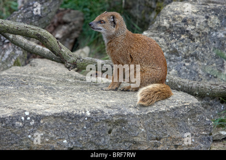 Gelbe Mungo (Cynictis Penicillata) sitzt auf Felsen Stockfoto