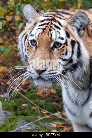 Weibliche (Sibirien) Amur-Tiger, die Blickrichtung der Kamera Stockfoto