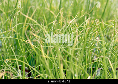 Frühlingszwiebeln, Allium Wakegi, auch bekannt als Frühlingszwiebeln, Salat Zwiebel, Zwiebel-Sticks, grüne Schalotten oder Frühlingszwiebeln. Die Arten-mos Stockfoto