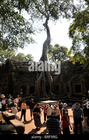 Baum verrottet überwuchert von der Tempelanlage von Ta Prohm, Angkor, Cambogia Stockfoto