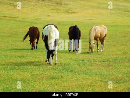 Vier Pferde weiden auf grüner Weide auf sonnigen Nachmittag. Stockfoto