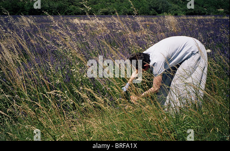 Braune kurzhaarige Frau tragen leichte blaue Baumwollkleid gebogen in einem Feld von Lavendel im Süden von Frankreich Schnitt-Blumen. Stockfoto