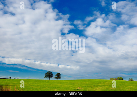 Bäume Rasen Himmel Shipley Land Park England uk Stockfoto