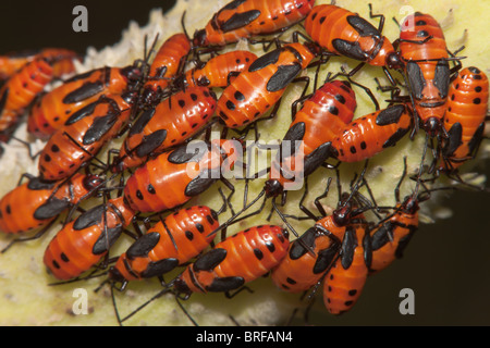 Große Wolfsmilch Bug (Oncopeltus Fasciatus) - Nymphen auf eine Wolfsmilch Pflanze Pod Stockfoto