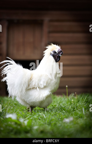 Silkie seidig Huhn Stockfoto