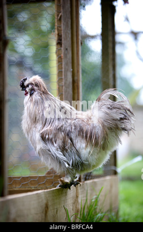 Blaue Silkie seidig Huhn Stockfoto