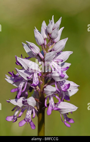 Helm-Orchidee Stockfoto