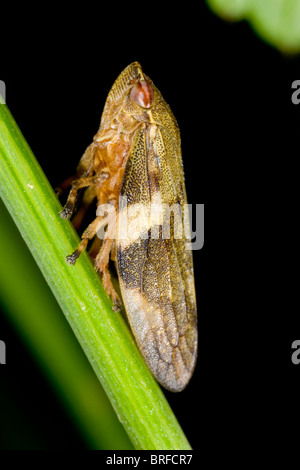 Erle Spittlebug (Aphrophora Alni) Stockfoto