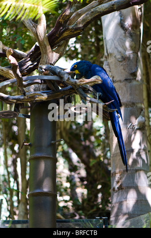 HYAZINTHARA Papagei (Anodorhynchus Hyacinthinus) Stockfoto