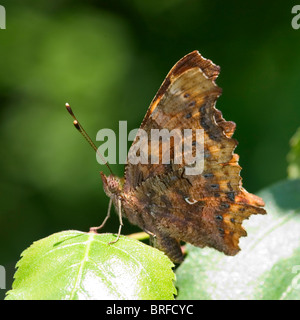 Polygonia c-album Stockfoto