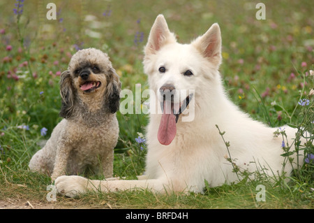 Weiße Schweizer Schäferhund und Zwergpudel Stockfoto