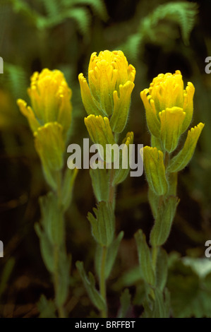 Golden Paintbrush (Castilleja Levisecta) in voller Blüte - wilde Blumen / Wildblumen blühen im Frühjahr, BC, Britisch-Kolumbien, Kanada Stockfoto