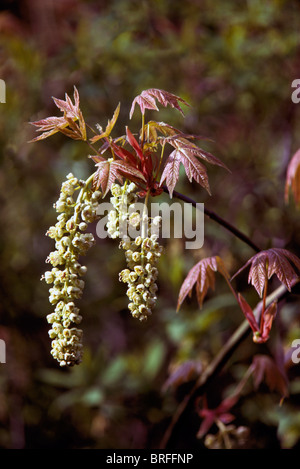 Unten-Ahorn (Acer Macrophyllum) Blumen und Laub, BC, Britisch-Kolumbien, Kanada, Frühling Stockfoto