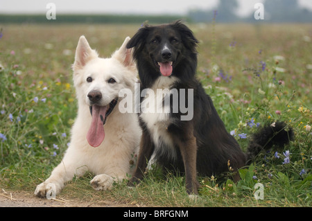 Weiße Schweizer Schäferhund und Border Collie Stockfoto