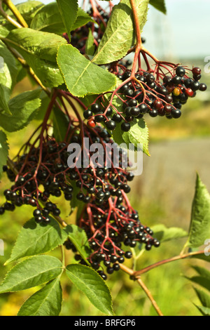 Wilde Hecke Holunderbeeren im Frühherbst bereit für die Kommissionierung. Stockfoto