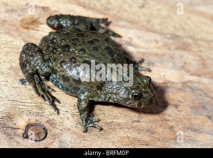 Europäische Feuer-bellied Toad (Geburtshelferkröte Geburtshelferkröte) auf Holz. Stockfoto