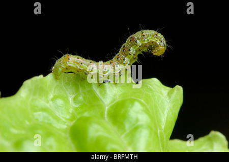 Kohl Motte Larve (Mamestra Brassicae) auf Kopfsalat Blatt - Pose Stockfoto