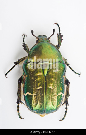 grüne Rose Chafer (Cetonia Aurata) Stockfoto